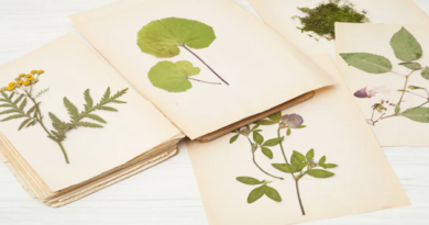Herbiers entre arts et sciences (6e1)